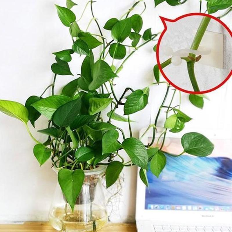 Clip Mural pour Plantes Grimpantes (30 pièces)