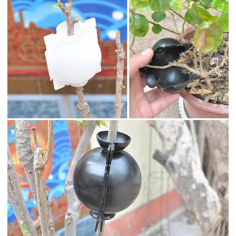 Capsule de Propagation des Plantes de la Couche d'Air