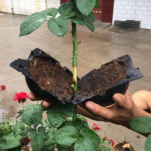 Capsule de Propagation des Plantes de la Couche d'Air